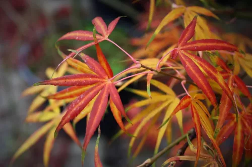 Japán juhar - Acer palmatum "Linearilobum" K3