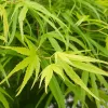 Japán juhar - Acer palmatum "Linearilobum" K3