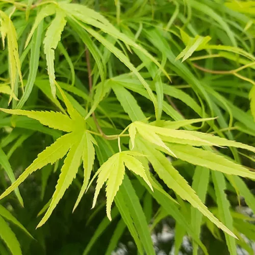 Japán juhar - Acer palmatum "Linearilobum" K3