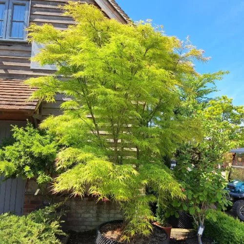Japán juhar - Acer palmatum "Linearilobum" K3