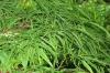 Japán juhar - Acer palmatum "Linearilobum" K3