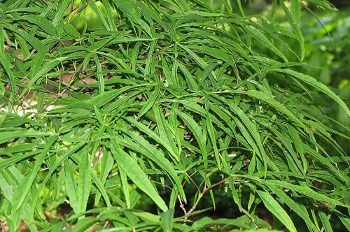 Japán juhar - Acer palmatum "Linearilobum" K3