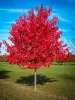 Vörös juhar - Acer rubrum "Red Sunset"