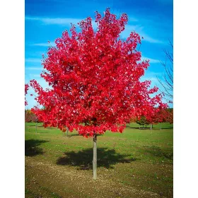 Vörös juhar - Acer rubrum "Red Sunset"