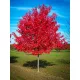 Vörös juhar - Acer rubrum "Red Sunset"