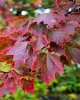 Vörös juhar - Acer rubrum "Red Sunset"