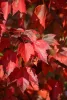 Vörös juhar - Acer rubrum "Red Sunset"