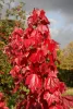 Vörös juhar - Acer rubrum "Red Sunset"