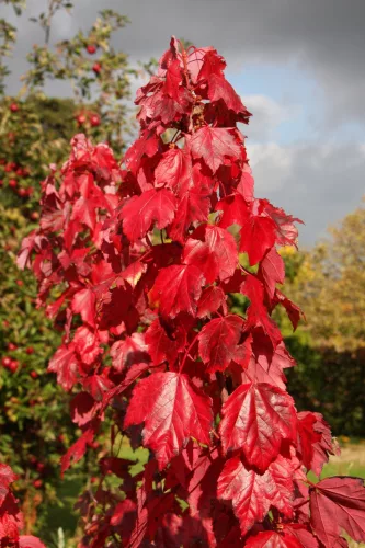 Vörös juhar - Acer rubrum "Red Sunset"