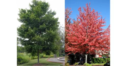 Vörös juhar - Acer rubrum "Red Sunset"