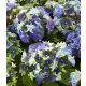 Kerti hortenzia - Royalty Collection " Lady Mata Hary Blue"