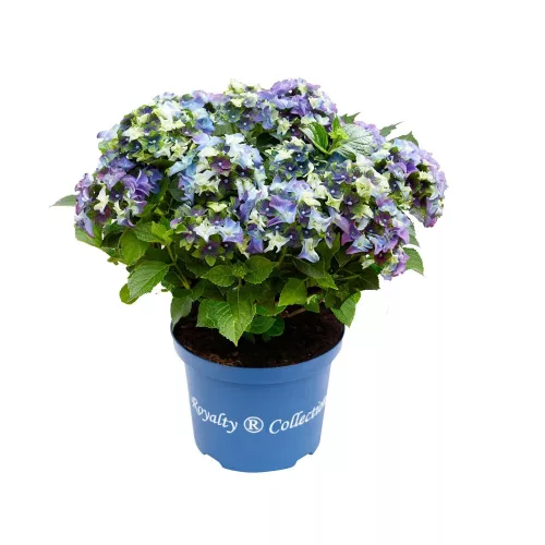 Kerti hortenzia - Royalty Collection " Lady Mata Hary Blue"