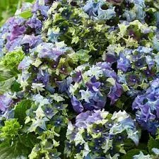 Kerti hortenzia - Royalty Collection " Lady Mata Hary Blue"