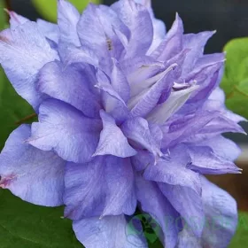   Teltvirágú Klematis / Iszalag - Clematis Mazury "Crater Lake" 