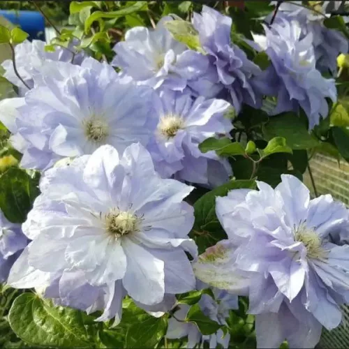 Teltvirágú Klematis / Iszalag - Clematis Mazury "Crater Lake" 