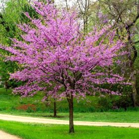   Bíborlevelű Júdásfa - Cercis canadensis "Forest Pansy"