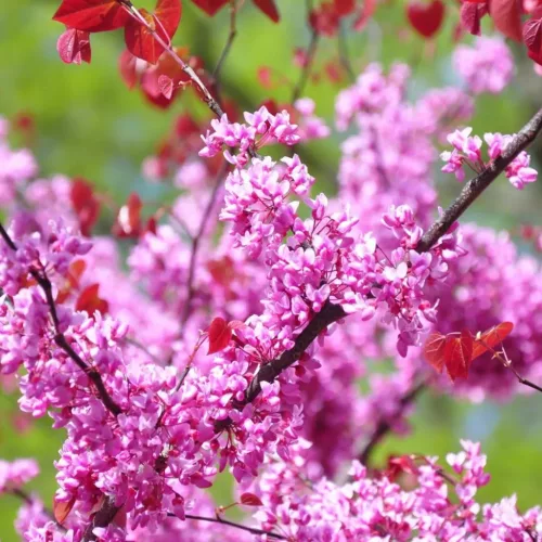 Bíborlevelű Júdásfa - Cercis canadensis "Forest Pansy"