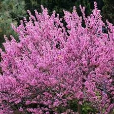 Bíborlevelű Júdásfa - Cercis canadensis "Forest Pansy"