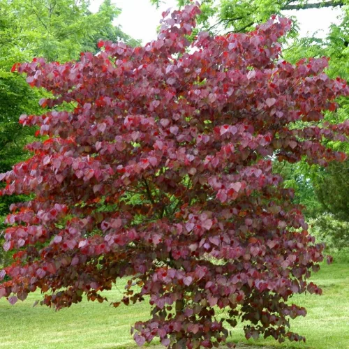 Bíborlevelű Júdásfa - Cercis canadensis "Forest Pansy"
