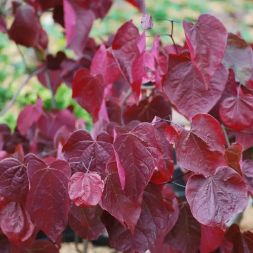 Bíborlevelű Júdásfa - Cercis canadensis "Forest Pansy"