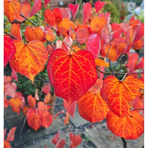 Bíborlevelű Júdásfa - Cercis canadensis "Forest Pansy"