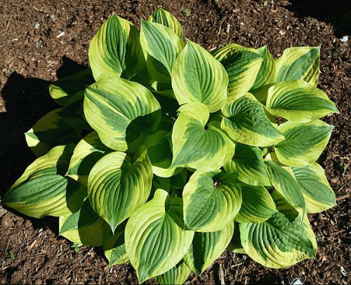 Árnyékliliom - Hosta 'Summer Lovin'