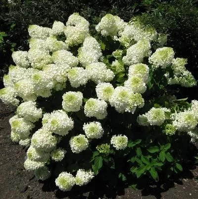Törzses Bugás hortenzia - Hydrangea paniculata ‘Little Spooky’ - Törzs 40 cm - K10