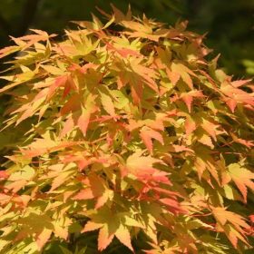 Japán juhar - Acer palmatum "Katsura" P19