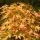 Japán juhar - Acer palmatum "Katsura" P19