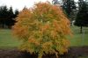 Japán juhar - Acer palmatum "Katsura" P19