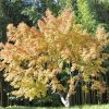 Japán juhar - Acer palmatum "Katsura" P19