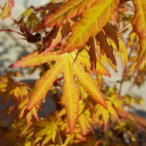 Japán juhar - Acer palmatum "Katsura" P19