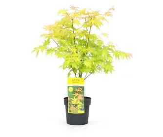 Japán juhar - Acer palmatum "Katsura" P19