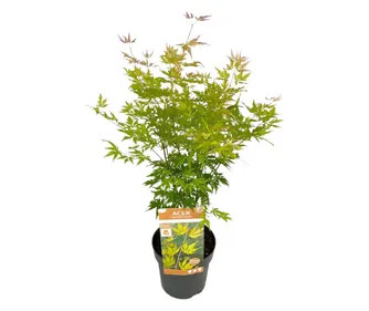 Japán juhar - Acer palmatum "Katsura" P19