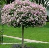 Törzses törpe orgona fa- Syringa meyeri "Palibin"