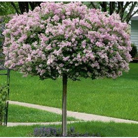   Törzses törpe orgona fa- Syringa meyeri "Palibin"