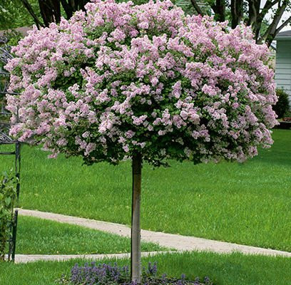Törzses törpe orgona fa- Syringa meyeri "Palibin"