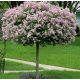 Törzses törpe orgona fa- Syringa meyeri "Palibin"