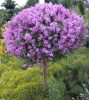 Törzses törpe orgona fa- Syringa meyeri "Palibin"