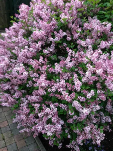 Törzses törpe orgona fa- Syringa meyeri "Palibin"