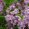 Törzses törpe orgona fa- Syringa meyeri "Palibin"