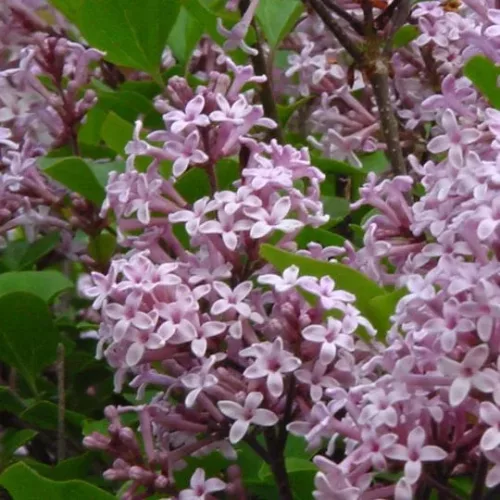 Törzses törpe orgona fa- Syringa meyeri "Palibin"