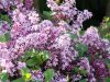 Törzses törpe orgona fa- Syringa meyeri "Palibin"