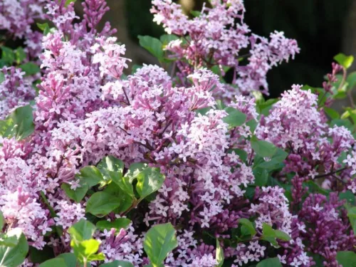 Törzses törpe orgona fa- Syringa meyeri "Palibin"