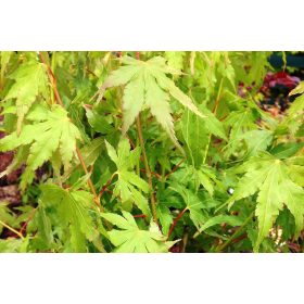 Japán juhar - Acer palmatum "Going Green" - Cs15