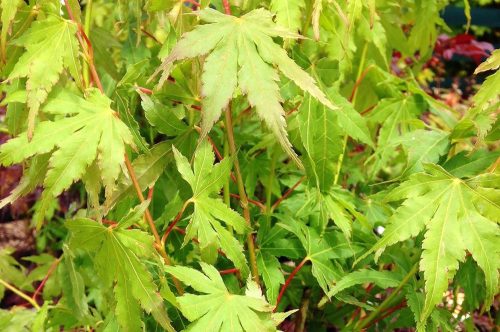 Japán juhar - Acer palmatum "Going Green" - Cs13