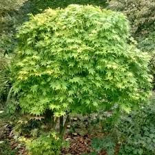 Japán juhar - Acer palmatum "Going Green" - Cs15