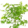 Japán juhar - Acer palmatum "Going Green" - Cs13