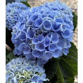   Beltéri hortenzia - Hydrangea Macrophylla Magical Evolution - Blue