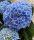 Beltéri hortenzia - Hydrangea Macrophylla Magical Evolution - Blue
